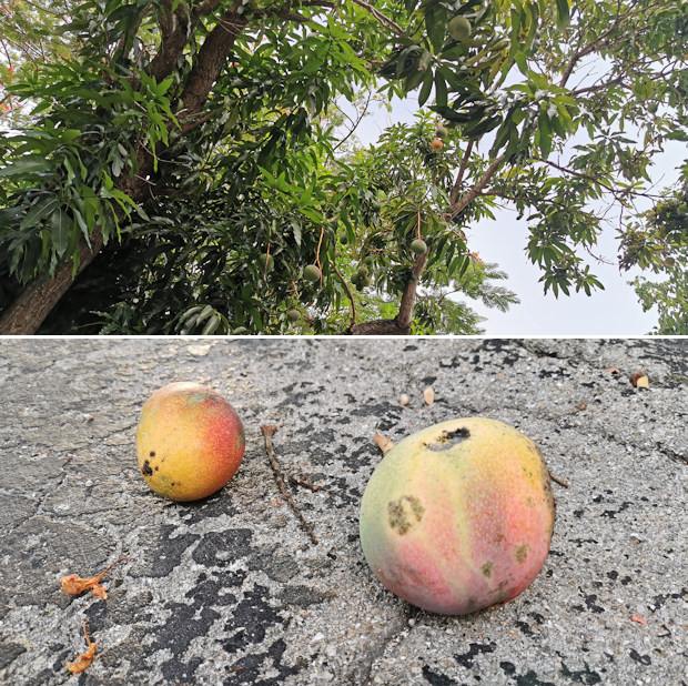 Mango - Världens bästa frukt
